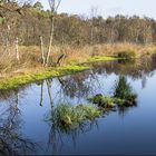 Herbst im Moor