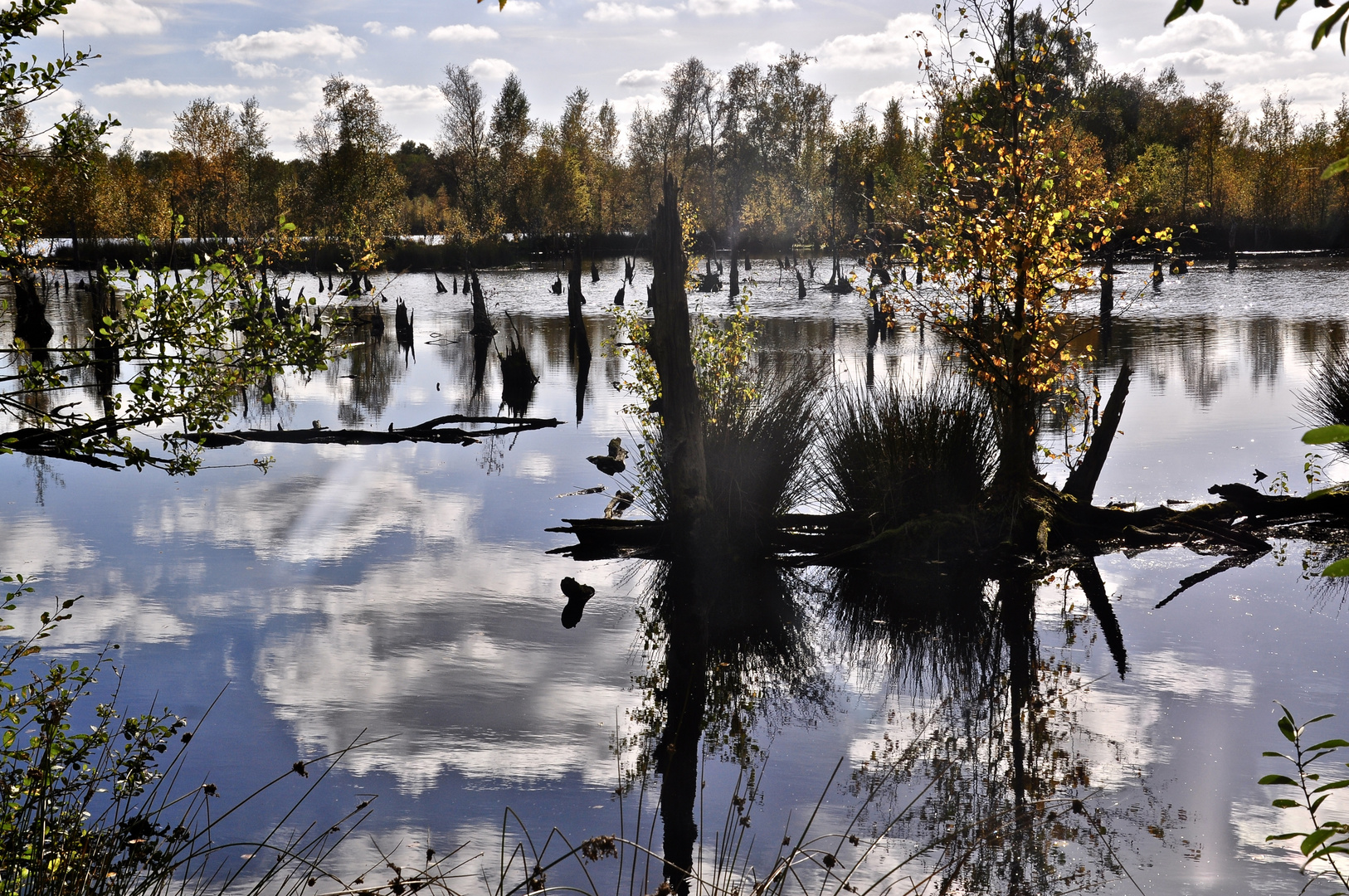 Herbst im Moor