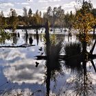 Herbst im Moor