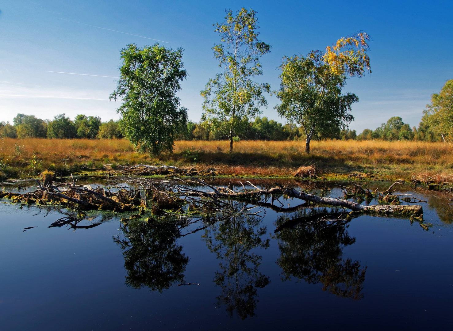 Herbst im Moor !