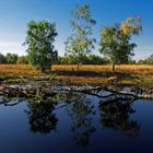 Herbst im Moor !