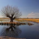 Herbst im Moor