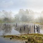 Herbst im Moor