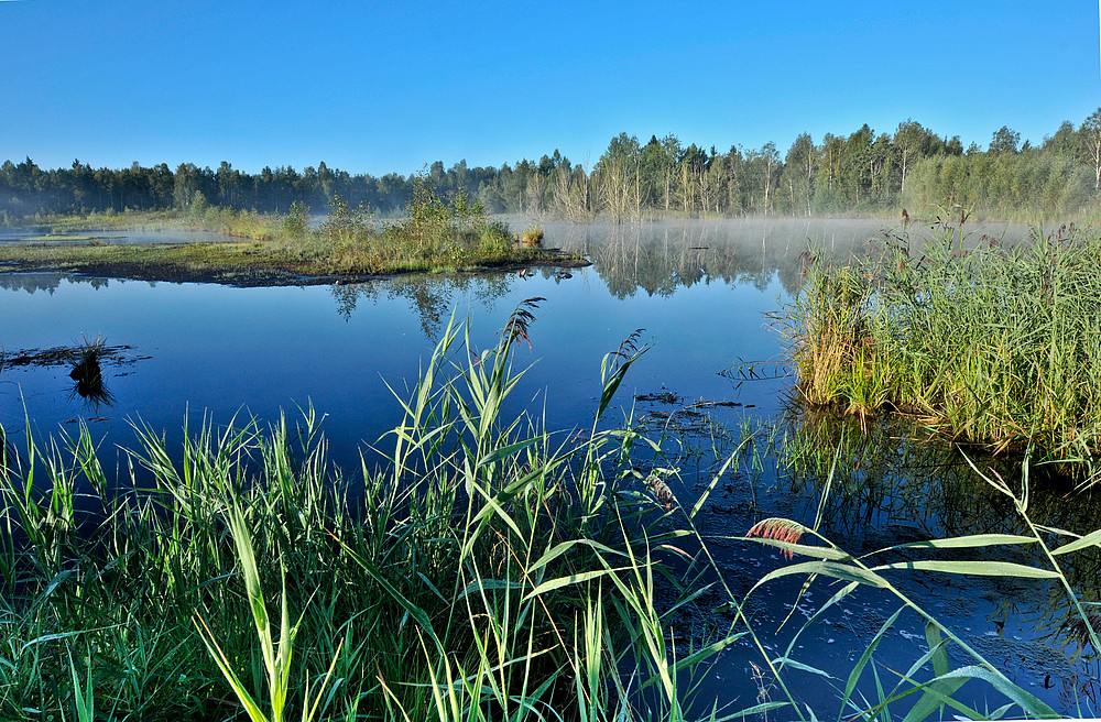 herbst im moor