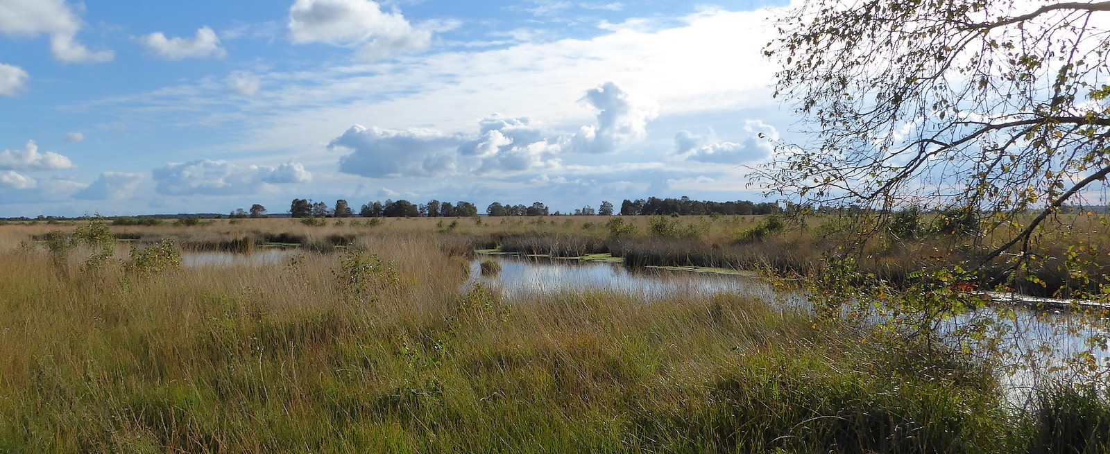 Herbst im Moor.