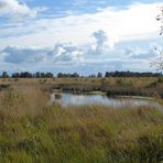 Herbst im Moor.