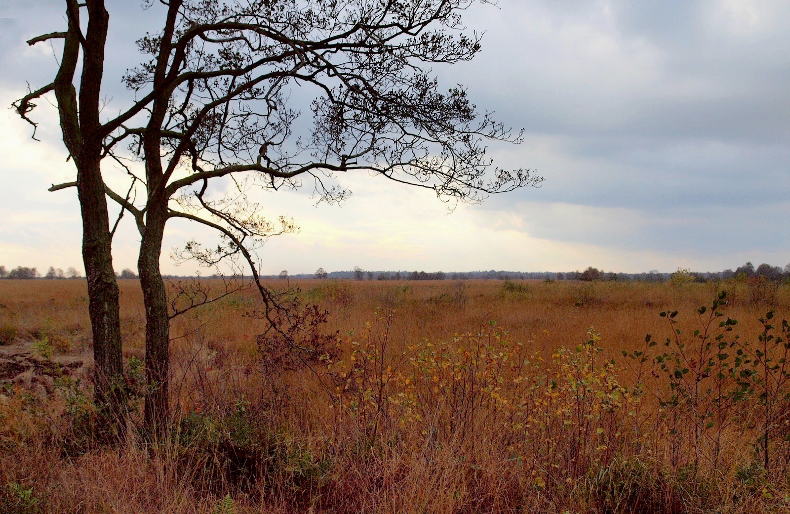 Herbst im Moor