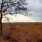 Herbst im Moor