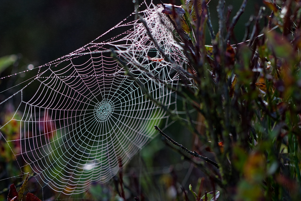 Herbst im Moor