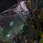 Herbst im Moor