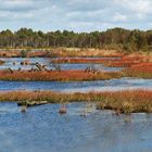 Herbst im Moor