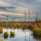 Herbst im Moor