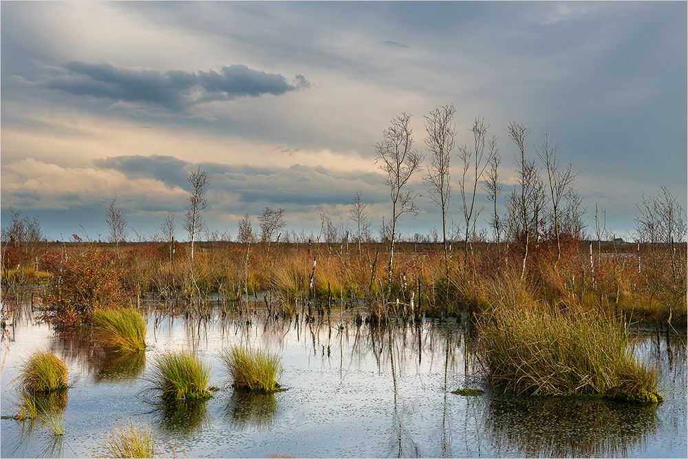 Herbst im Moor