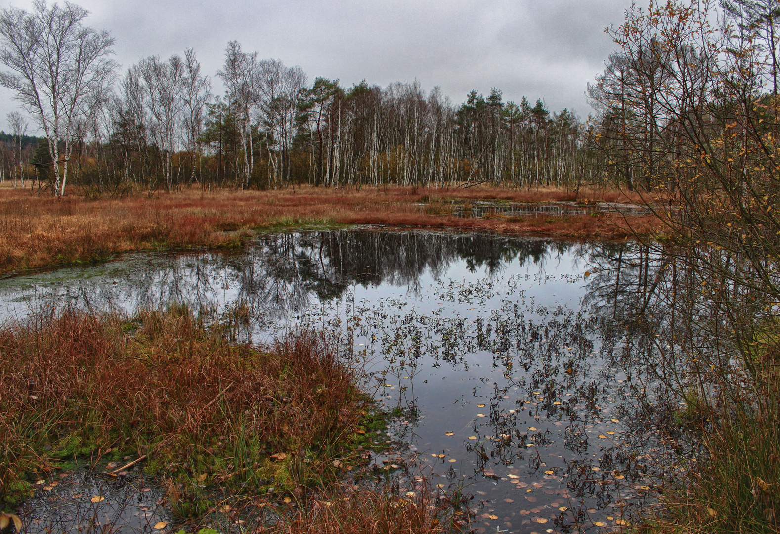 Herbst im Moor