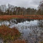 Herbst im Moor