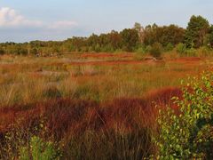 Herbst im Moor