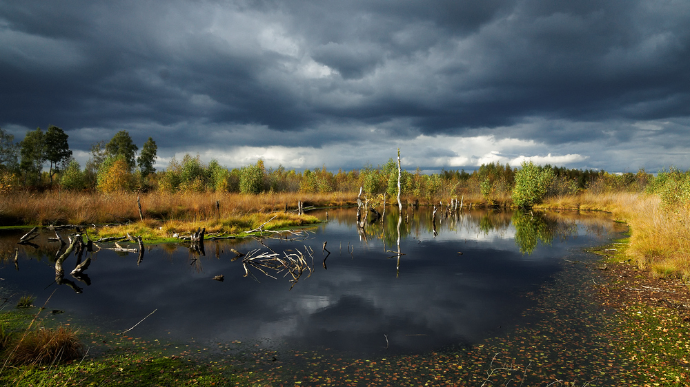 Herbst im Moor