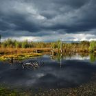 Herbst im Moor