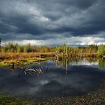 Herbst im Moor