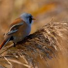 Herbst im Moor