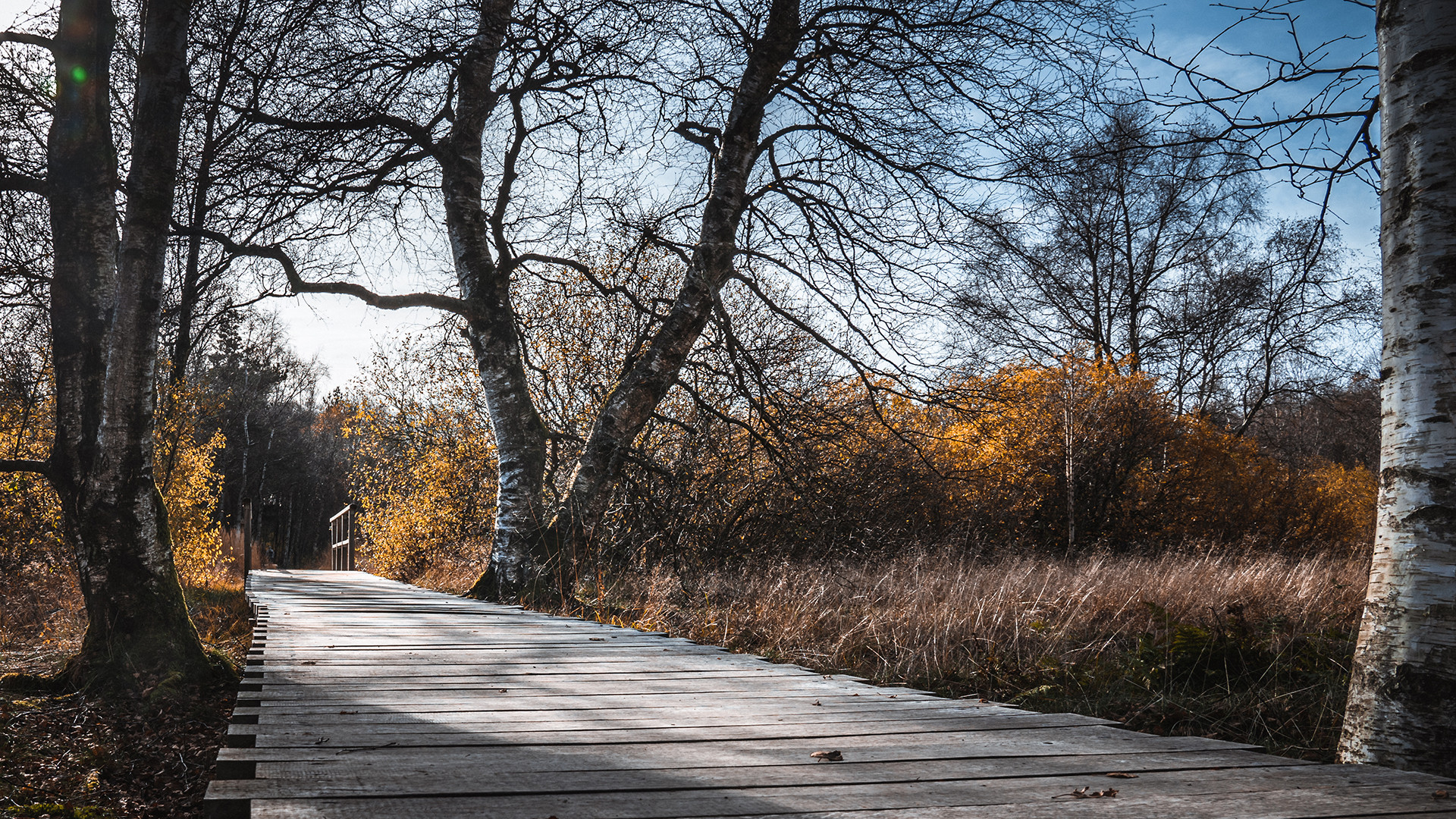 Herbst im Moor