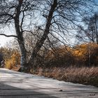 Herbst im Moor