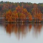 Herbst im Moor