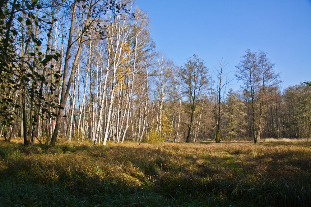 Herbst im Moor