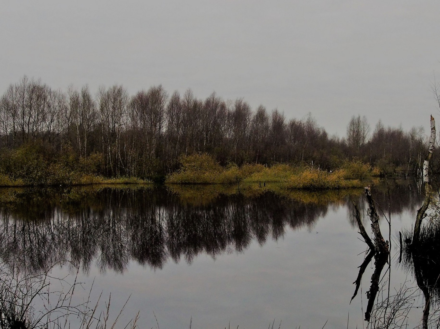 Herbst im Moor 