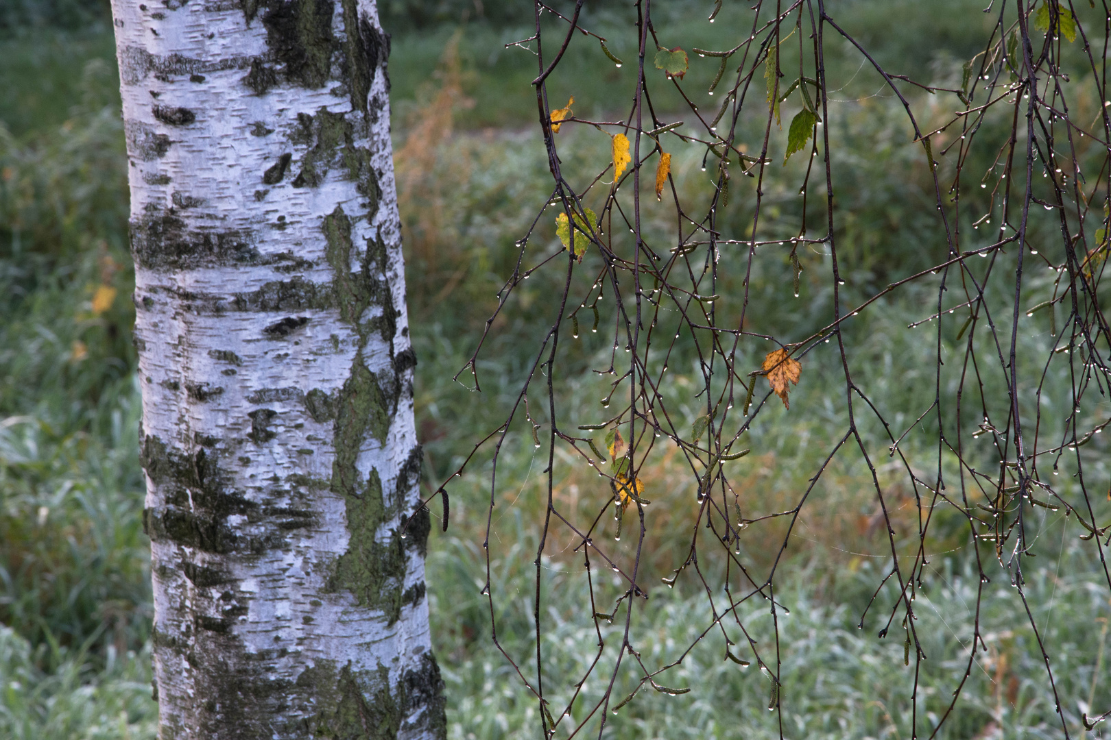 Herbst im Moor