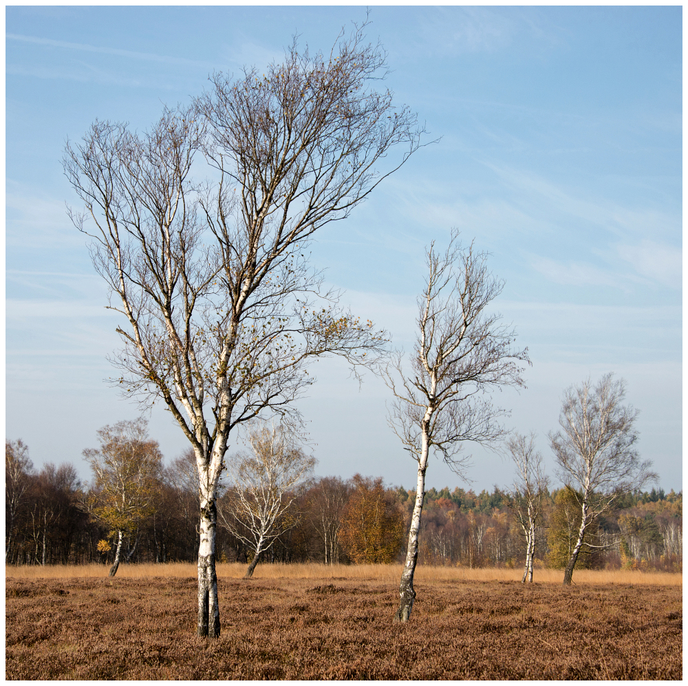 Herbst im Moor