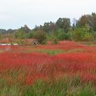 Herbst im Moor am Steinhuder Meer