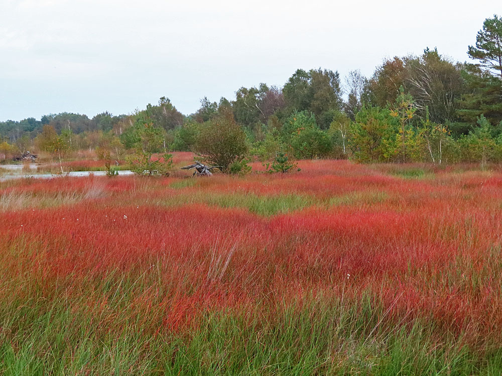 Herbst im Moor am Steinhuder Meer