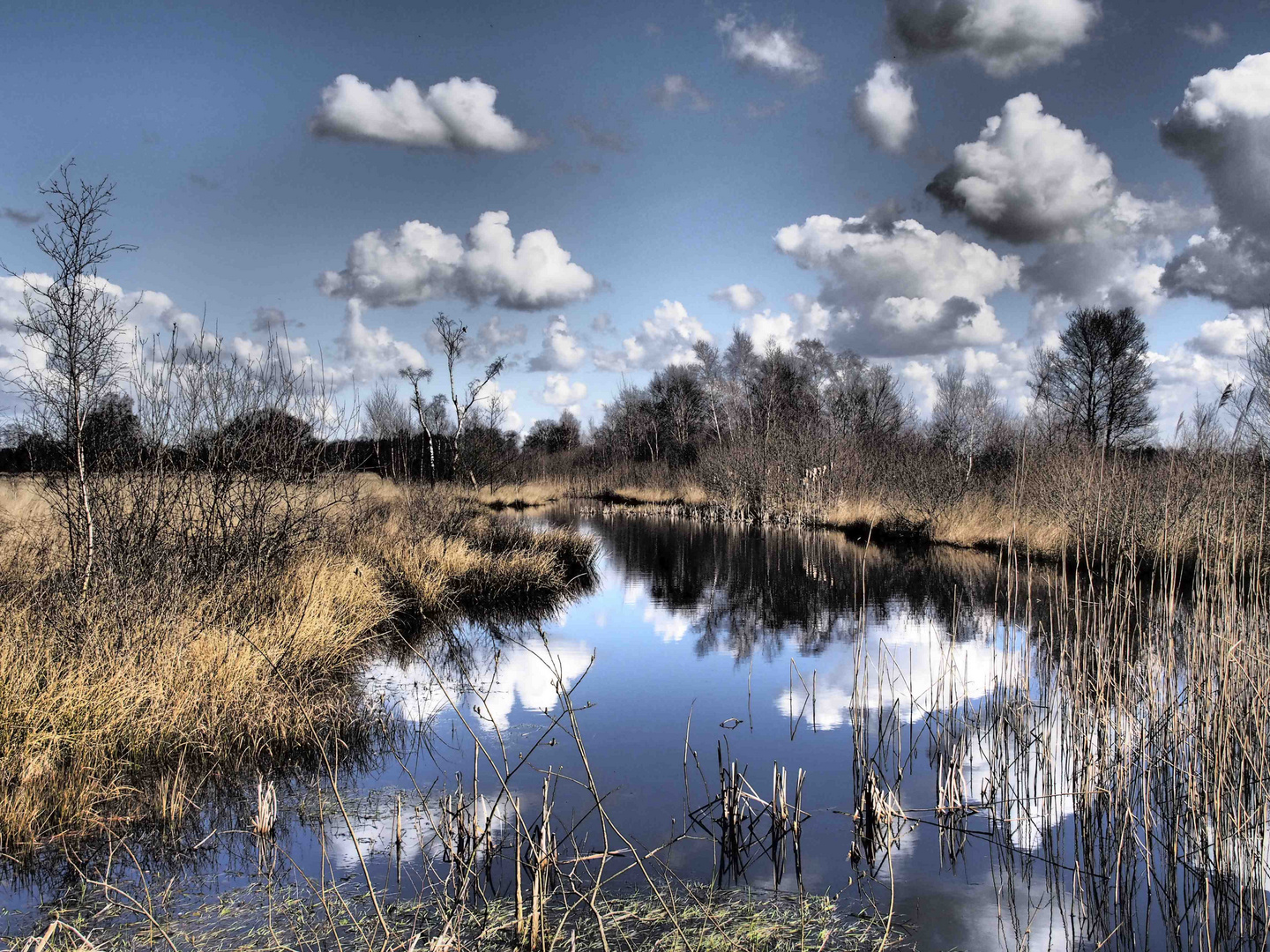 Herbst im Moor