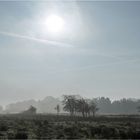 Herbst im Moor