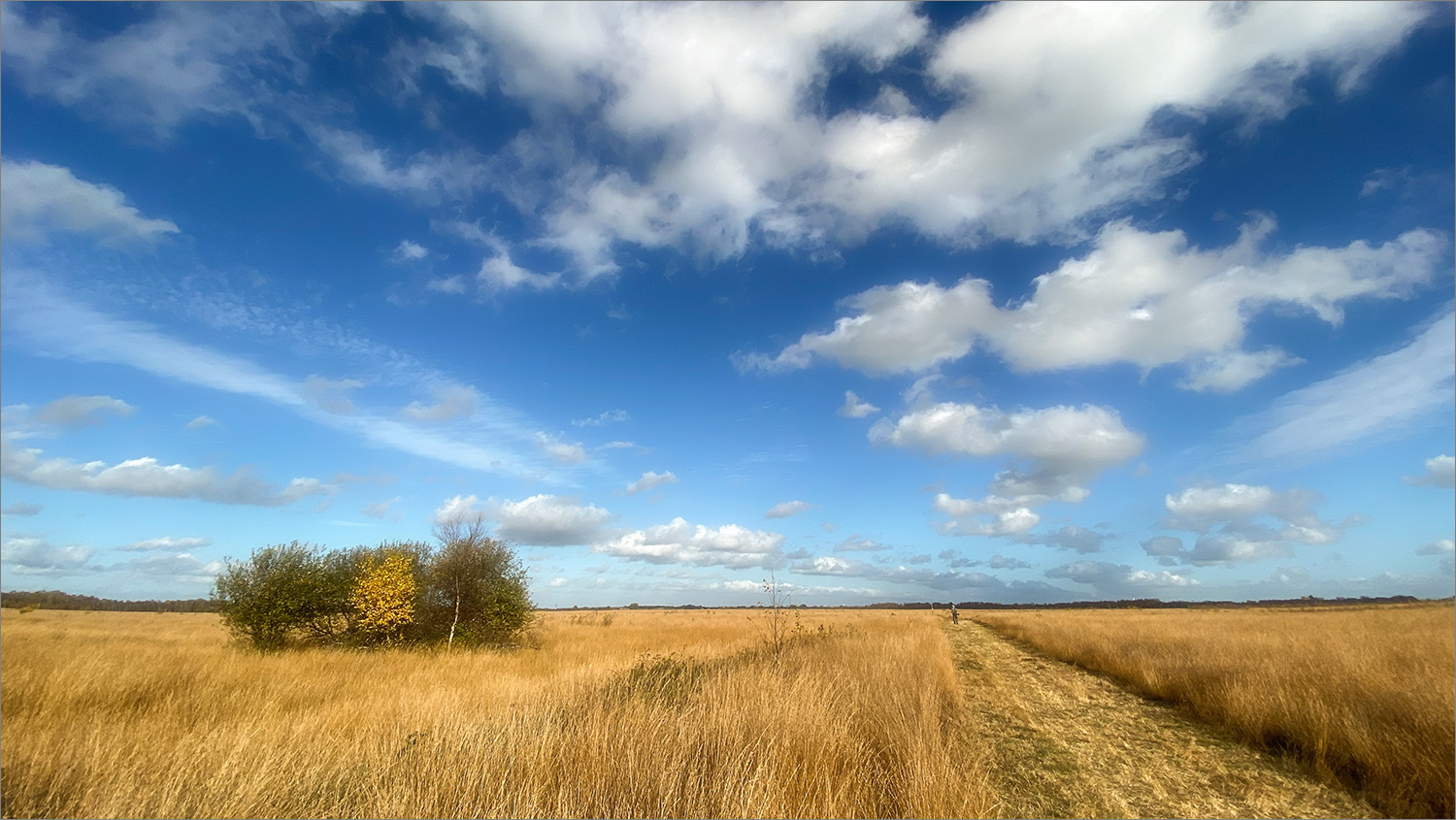 Herbst im Moor