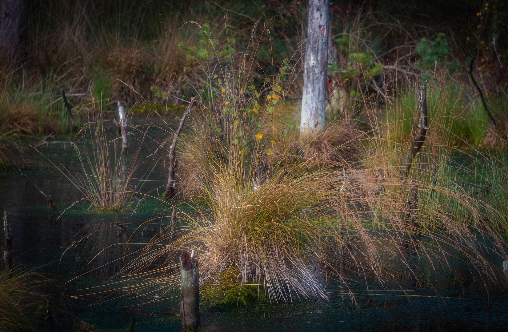 Herbst im Moor