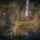 Herbst im Moor