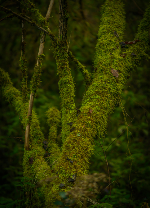 Herbst im Moorbachtal 4