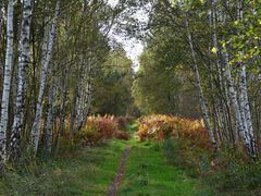 Herbst im Moorgebiet