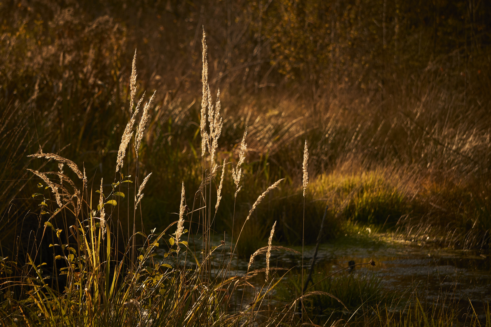 Herbst im Moos