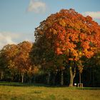 Herbst im Moos