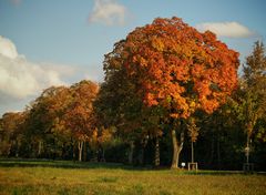 Herbst im Moos