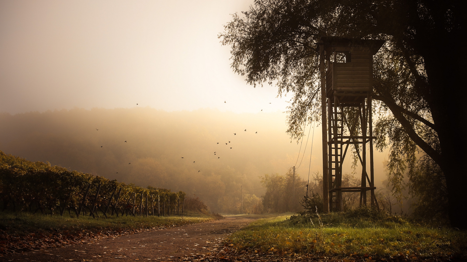 Herbst im Morgenlicht 