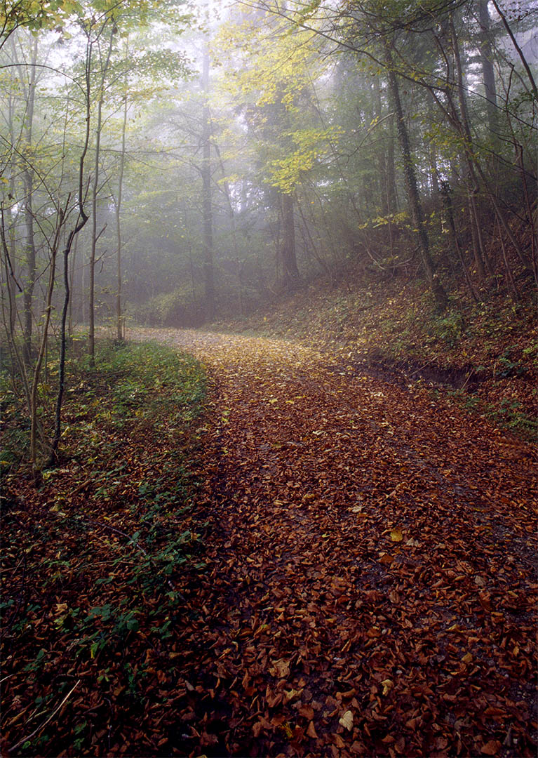 Herbst im Morgennebel