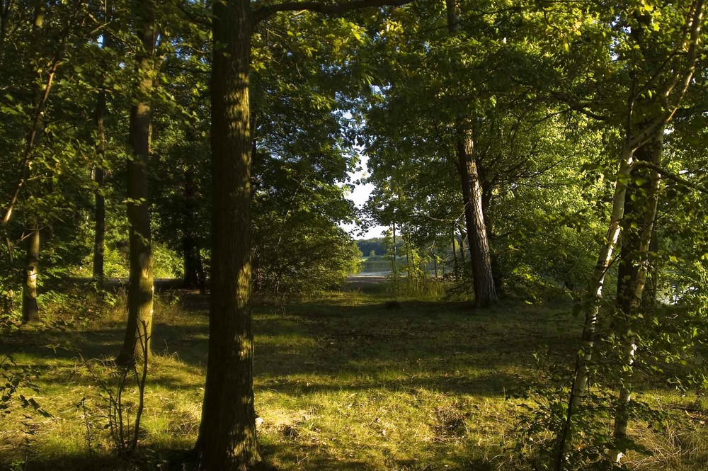 Herbst im Moritzburger Teichgebiet - am Weiher