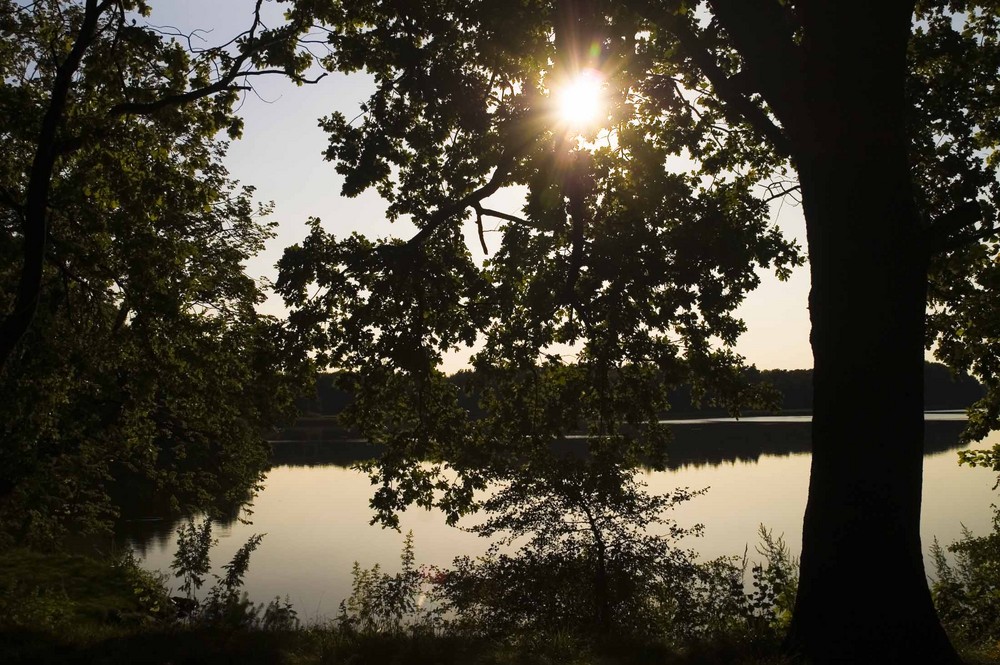 Herbst im Moritzburger Teichgebiet - im Gegenlicht der Sonne