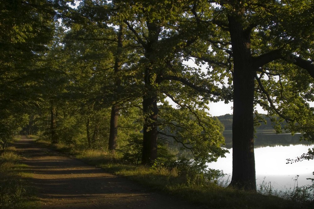 Herbst im Moritzburger Teichgebiet - Weg am Weiher