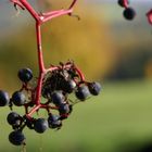 Herbst im Mostviertel - Niederösterreich