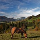 Herbst im Mostviertel (Niederösterreich)